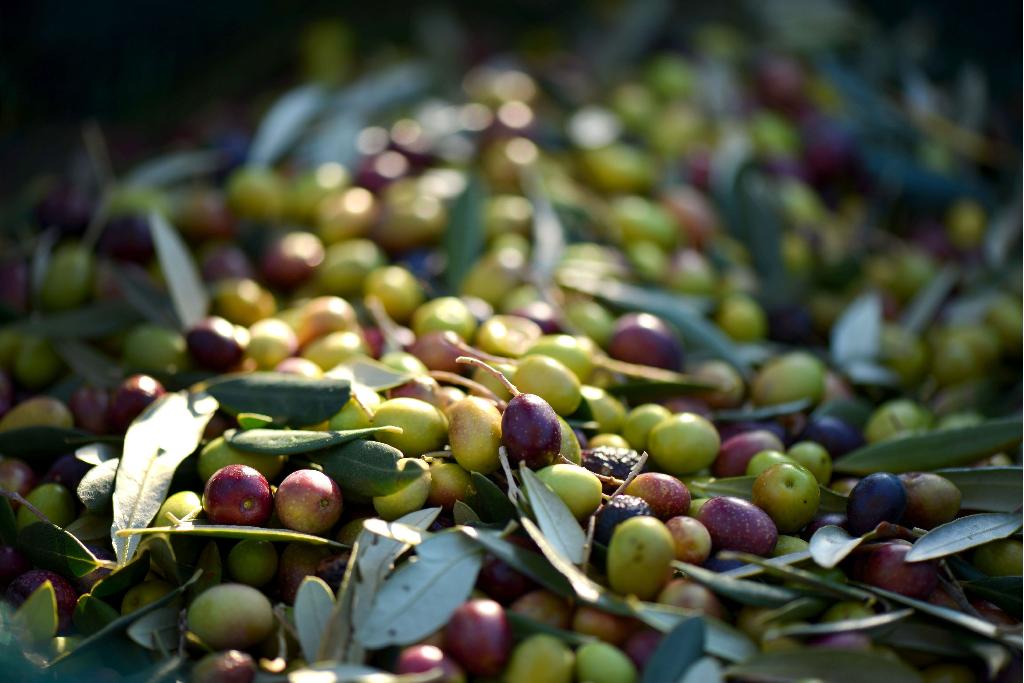 İzmir Ticaret Odası Uluslararası Zeytin Konseyi Stajyer Alım İlanı